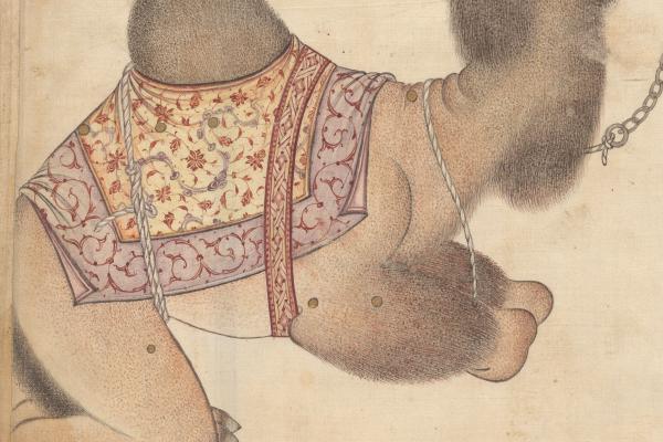 The Camel as a Celestial Guide