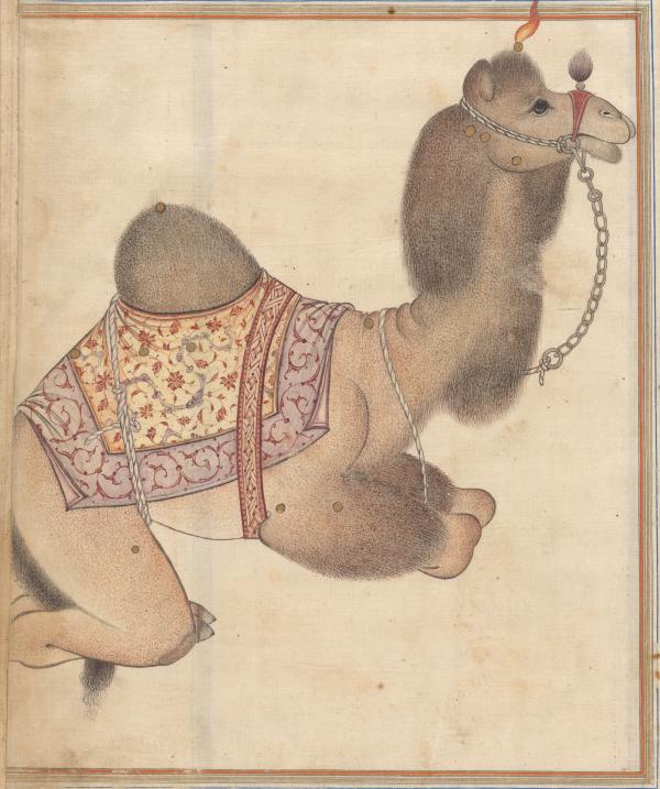 Image of Camel constellation, Persian translation of The Book of Fixed Stars, (Kitab Suwar al-Kawakib al-Thabita), from The New York Public Library, Spencer Persian MS 6, fol. 42r.